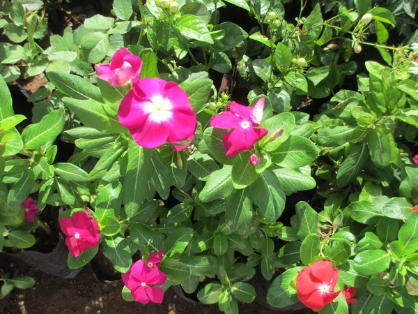 Flores Hojas Sadabahar Periwinkle — Foto de Stock