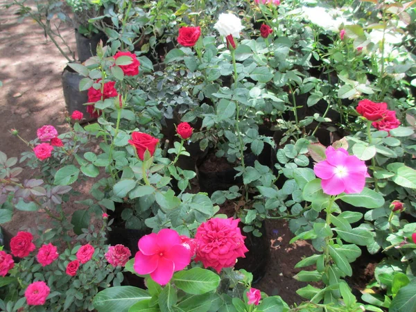 Flores Rosa Jardim — Fotografia de Stock