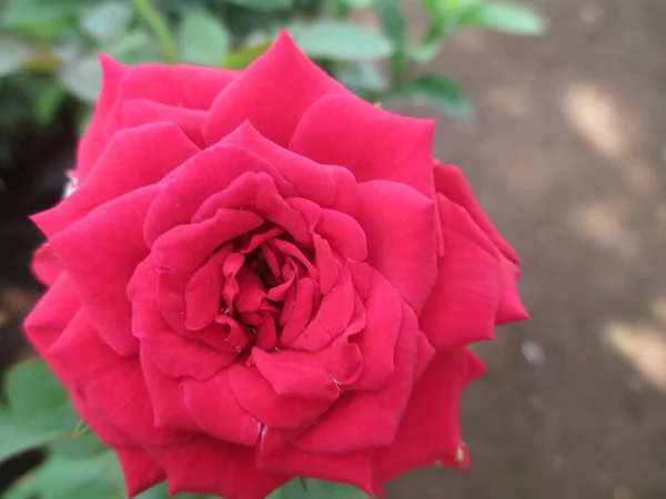 Όμορφη Θέα Των Τριαντάφυλλων Λουλούδια — Φωτογραφία Αρχείου