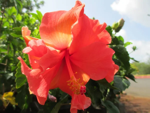 Гібіскус Або Квітка Ромашки — стокове фото
