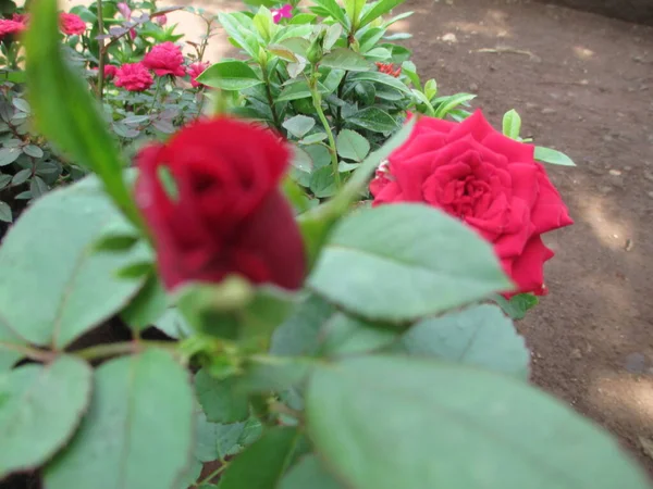 Hermosa Naturaleza Vista Panorámica Flores Rosas — Foto de Stock