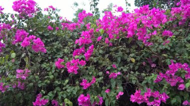 Güzel pembe çiçeklerin manzarası