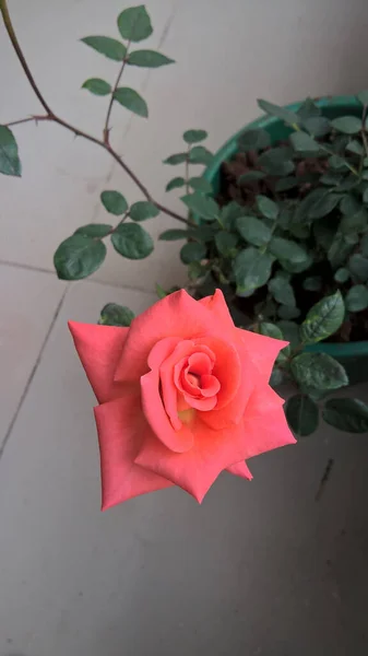 Вид Красиву Квітку Троянди — стокове фото