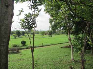 Güzel doğa manzarası Ağaçların manzarası