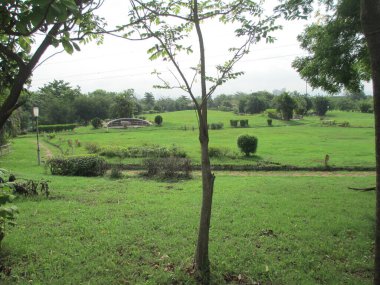 Güzel doğa manzarası Ağaçların manzarası