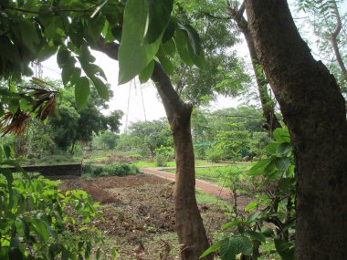 Güzel doğa manzarası Ağaçların manzarası