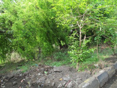 güzel doğa manzarası ağaçların ve yeşil bitkilerin manzarası