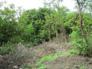 güzel doğa manzarası ağaçların ve yeşil bitkilerin manzarası