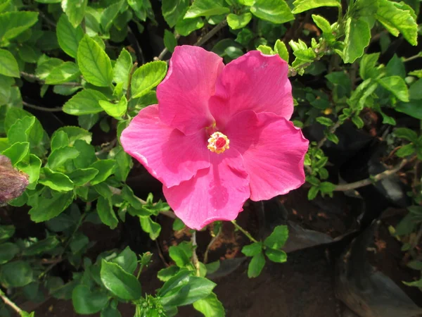 Bela Vista Panorâmica Flor Rosa Hibisco Rosemallow — Fotografia de Stock