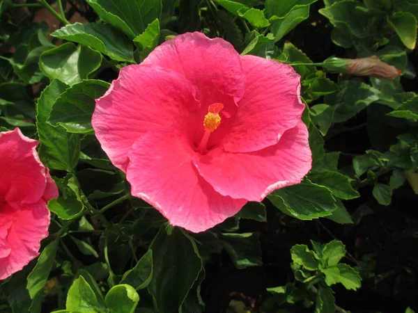 Bela Vista Panorâmica Flor Rosa Hibisco Rosemallow — Fotografia de Stock