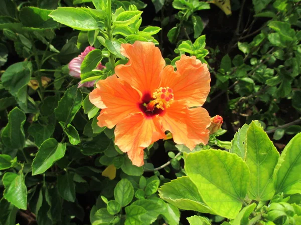 Bela Vista Panorâmica Flor Laranja Hibisco Rosemallow — Fotografia de Stock