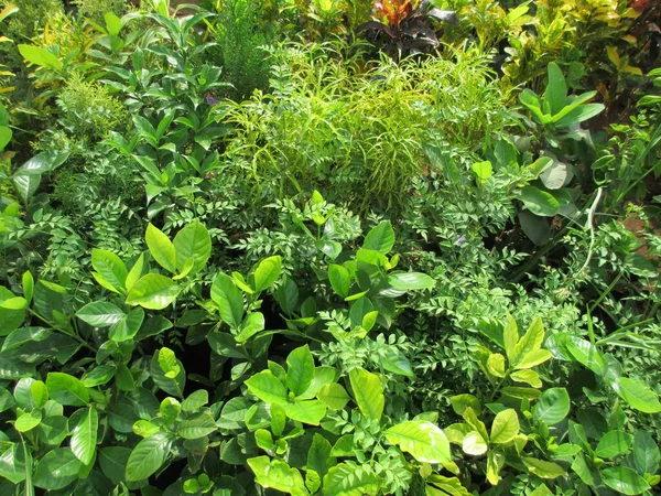 Prachtig Landschap Landschappelijk Uitzicht Natuur Groene Planten — Stockfoto