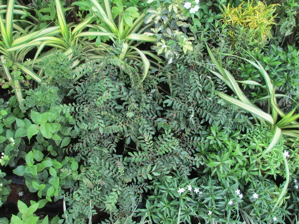 Prachtig Landschap Landschappelijk Uitzicht Natuur Groene Planten — Stockfoto