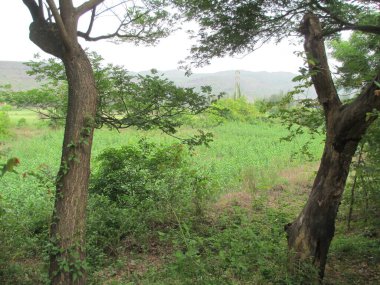 güzel doğa manzarası ağaçların ve yeşil bitkilerin manzarası