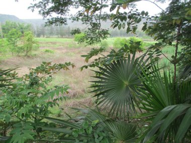 güzel doğa manzarası ağaçların ve yeşil bitkilerin manzarası