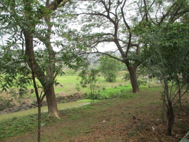 güzel doğa manzarası ağaçların ve yeşil bitkilerin manzarası