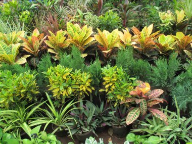 güzel doğa manzaralı bitkiler