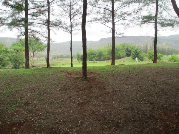 Hermosa Naturaleza Vista Panorámica Los Árboles Barro Del Suelo — Foto de Stock