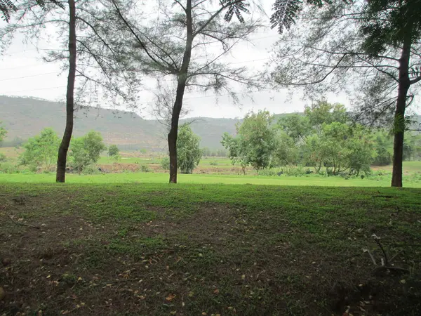 Bela Natureza Paisagem Vista Panorâmica Das Árvores Plantas Verdes — Fotografia de Stock