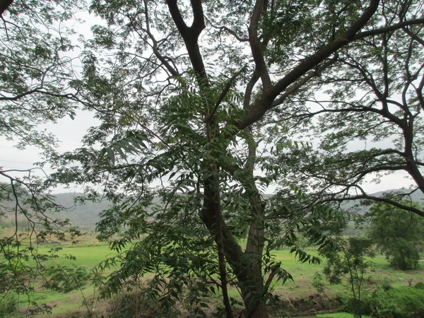 Bela Natureza Paisagem Vista Panorâmica Das Árvores Plantas Verdes — Fotografia de Stock