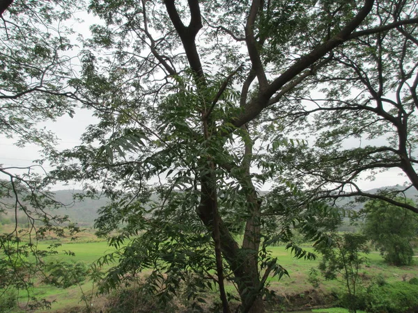 Pemandangan Alam Yang Indah Pemandangan Pohon Dan Tanaman Hijau — Stok Foto