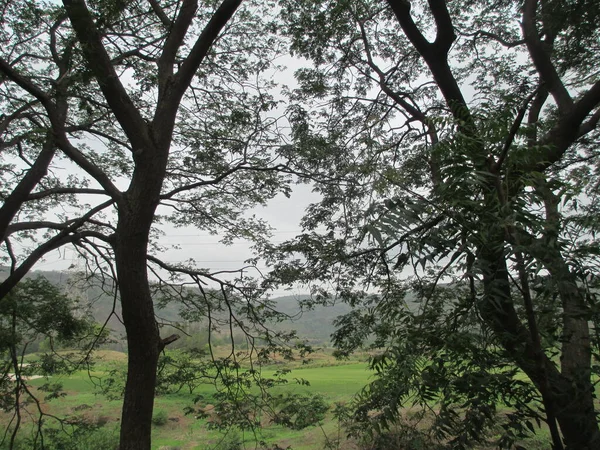 Bela Natureza Paisagem Vista Panorâmica Das Árvores Plantas Verdes — Fotografia de Stock