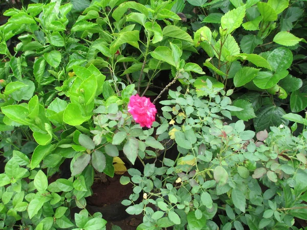 美丽的玫瑰花草风景 — 图库照片