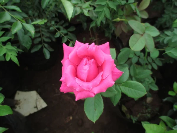 Красивий Вид Трояндові Квіти Рослини — стокове фото