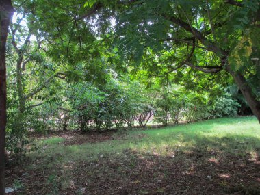 güzel doğa manzarası dağların, ağaçların ve gökyüzünün manzarası