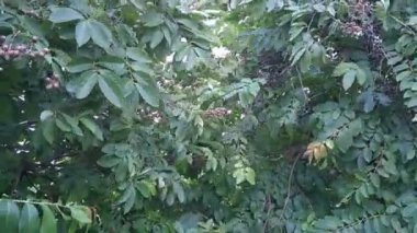 Rüzgâr nedeniyle hareket eden taze yeşil ağaçlar. 