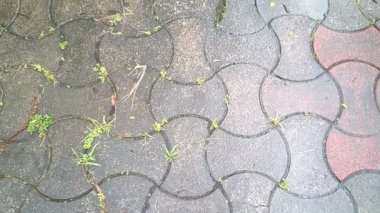 Üzerinde kaldırım bloğu olan patika