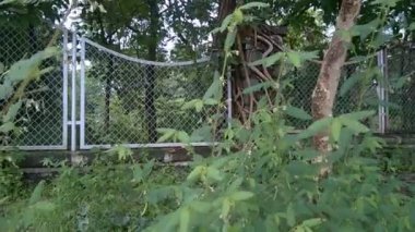 Yaya yolu boyunca ağaçların yeşillik manzarası