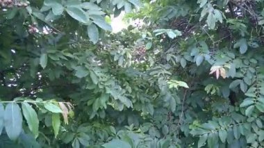 Rüzgâr nedeniyle hareket eden taze yeşil ağaçlar. 