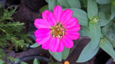 Pembe Paskalya çiçeği ve bitkisinin yakın görüntüsü