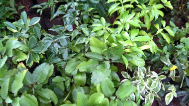 Yakın plan yeşil yapraklı bitkilerin manzarası 