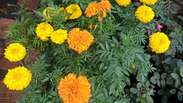 Tagetes Kwiat Zhendu Marigold Pomarańczowy Zhendu Plant — Zdjęcie stockowe