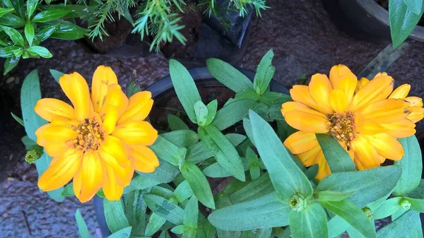Widok Bliska Żółty Aster Kwiat Roślina — Zdjęcie stockowe