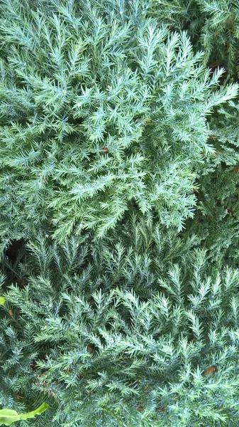 Schöne Natur Szenischer Blick Auf Grüne Blätter Und Pflanzen — Stockfoto