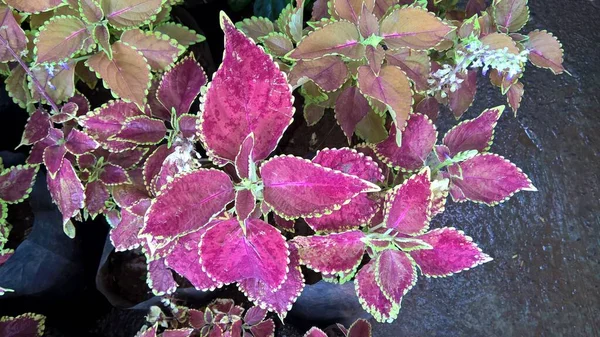 Coleus Rostliny Také Volal Coleus Blumei Jsou Barevné Listy Kombinaci — Stock fotografie