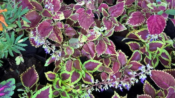 Coleus Planten Ook Wel Coleus Blumei Worden Gekleurd Gebladerte Combinaties — Stockfoto