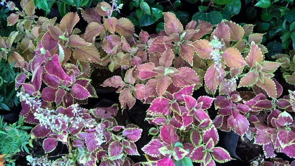 Coleus Blumeiとも呼ばれるコレウスの植物は ピンク 赤の月の組み合わせで色の葉です — ストック写真