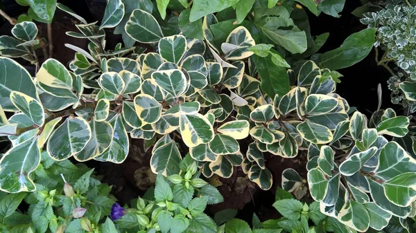 Uma Cultivar Variegada Schefflera Arboricola Nome Comum Árvore Guarda Chuva — Fotografia de Stock