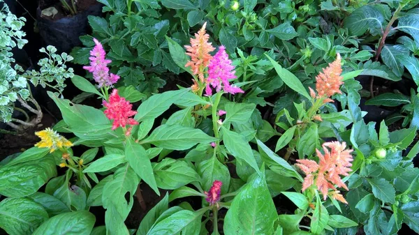 Güzel Doğa Manzaralı Bitkiler Renkli Çiçekler — Stok fotoğraf