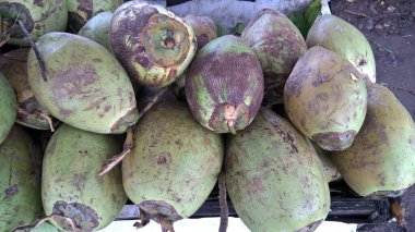 Taze yeşil hindistan cevizi, hindistan cevizi, Cocos nucifera palmiye ağacı ailesinin bir üyesidir.