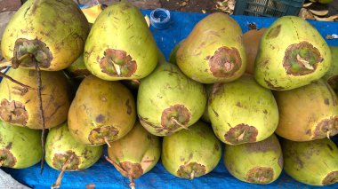 Taze yeşil hindistan cevizi, hindistan cevizi, Cocos nucifera palmiye ağacı ailesinin bir üyesidir.