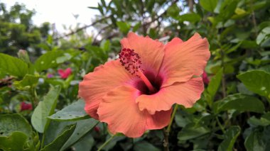 Çok amaçlı kullanım için renkli Hibiscus ya da gül çiçeğinin yakın plan görüntüsü