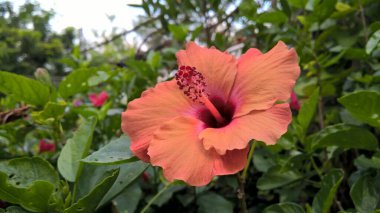 Çok amaçlı kullanım için renkli Hibiscus ya da gül çiçeğinin yakın plan görüntüsü