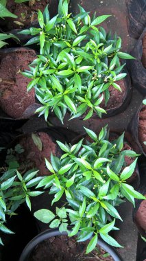 Tabernaemontana divaricata ya da fırıldak çiçeği ya da Chandi yolu bitkisi