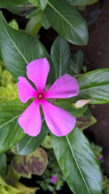 Kataranthus çiçekleri de menekşe veya sadabahar çiçeği olarak adlandırılır.