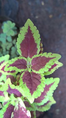 Coleus bitkileri de Coleus blumei veya Plectranthus scutellarioides olarak adlandırılır. 